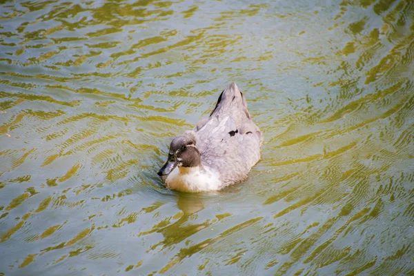 Canard Nageant Dans Lac Pompon Canard Baigner Dans Lac — Photo