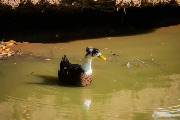 鸭子在湖里游泳 绒球鸭沐浴在湖里 — 图库照片
