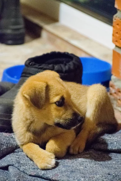 Lindo Cachorro Mirando Cámara Primer Plano Enfoque Selectivo — Foto de Stock