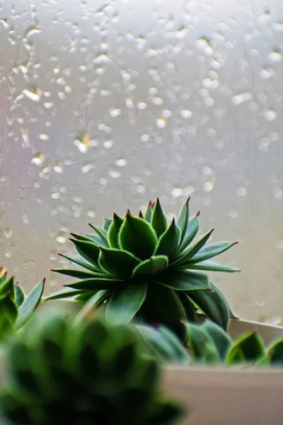 Echeveria Succulent Plant Windowsill Selective Focus — Stock Photo, Image
