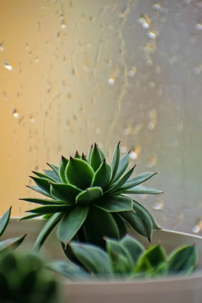 Planta Suculenta Echeveria Peitoril Janela Foco Seletivo — Fotografia de Stock