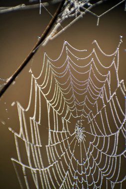 Örümcek web yakın çekim. Örümcek ağı sonbahar alanında bulunan güneş ışınları şafak.