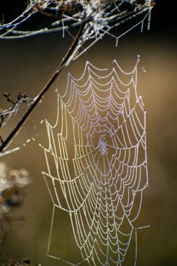 Örümcek web yakın çekim. Örümcek ağı sonbahar alanında bulunan güneş ışınları şafak.