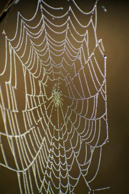 Örümcek web yakın çekim. Örümcek ağı sonbahar alanında bulunan güneş ışınları şafak.