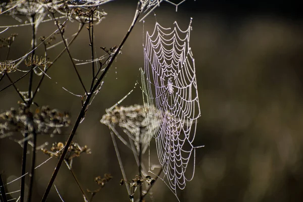 Telaraña Cerca Telaraña Campo Otoño Los Rayos Del Sol Amanecer —  Fotos de Stock