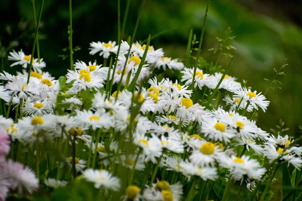 Daisy Flower Wild Chamomile White Daisies Garden Bellis Perennis — Stock Photo, Image