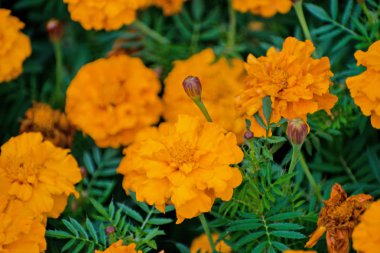 Turuncu marigolds veya tagetes erecta çiçek thegarden. Turuncu marigolds. Tagetes.