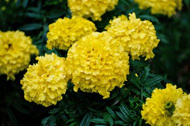 Sarı marigolds veya tagetes erecta çiçek thegarden. Sarı marigolds. Tagetes.
