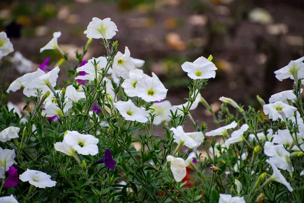 Close Das Flores Brancas Calystegia Sepium Sebe Bindweed Flores Brancas — Fotografia de Stock