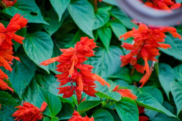 Flores Rojas Brillantes Clary Salvia Macizo Flores Salvia Roja Salvia —  Fotos de Stock