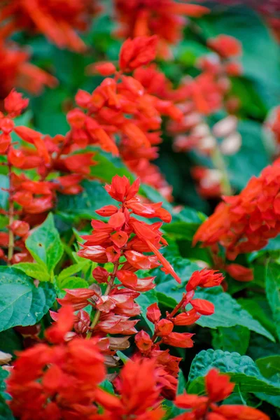 Bright Red Flowers Clary Sage Flower Bed Red Salvia Salvia — Stock Photo, Image
