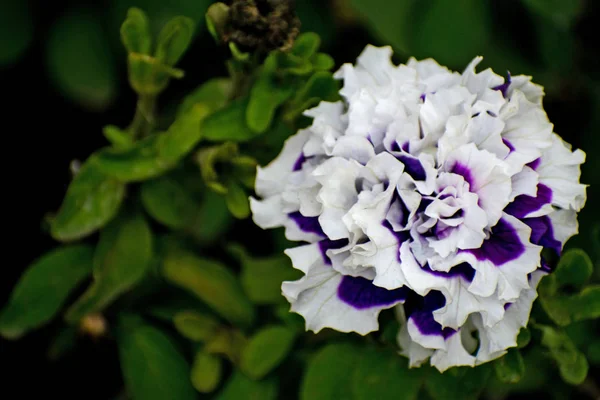 Flower Petunia Burgundy Flower Close Lilac Flower Closeup Colored Purple — Stock Photo, Image