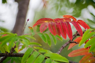 Kırmızı ve turuncu yaprakların üvez. Dağ kül dolu güzelliğine.