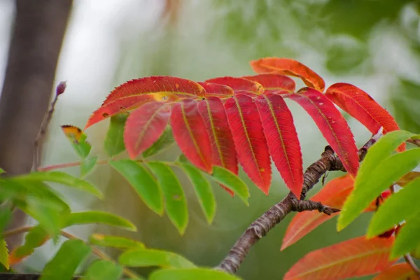 Las Hojas Rojas Anaranjadas Ceniza Montañosa Ceniza Montaña Plena Belleza —  Fotos de Stock