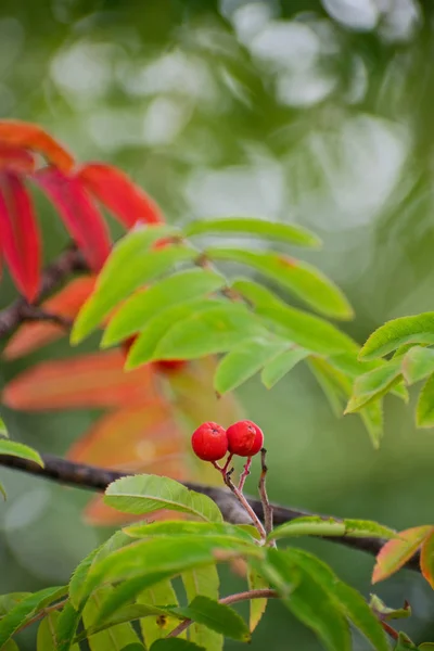 Las Hojas Rojas Anaranjadas Ceniza Montañosa Ceniza Montaña Plena Belleza — Foto de Stock