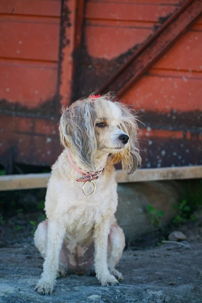 Cão Chinês Bonito Crested Pena Chinesa Cão Genealógico — Fotografia de Stock