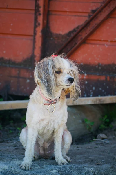 Hermoso Perro Chino Con Cresta Pluma China Pedigrí Perro — Foto de Stock