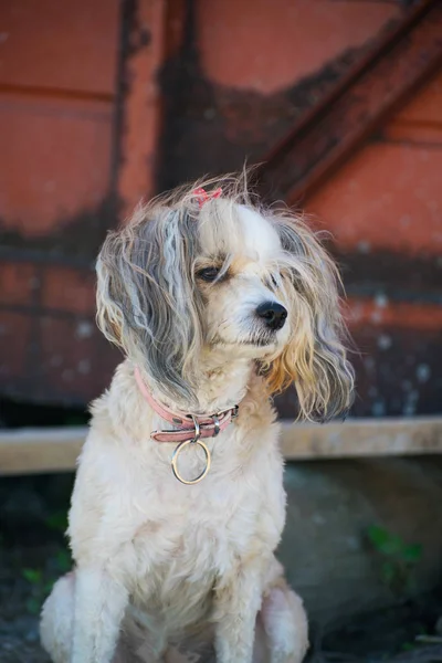 Beautiful Chinese Crested dog, chinese feather. Pedigree dog