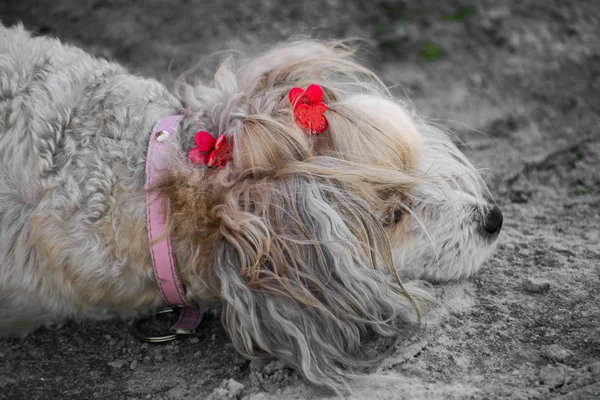 Hermoso Perro Chino Con Cresta Pluma China Pedigrí Perro — Foto de Stock