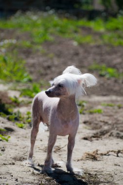 Çince Tepeli Köpek kel köpek güzel Çin tepeli.