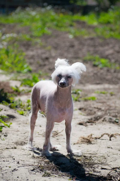 Cão Chinês Crested Belo Cão Chinês Crested Careca — Fotografia de Stock