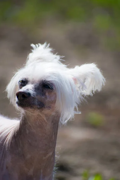 Cão Chinês Crested Belo Cão Chinês Crested Careca — Fotografia de Stock