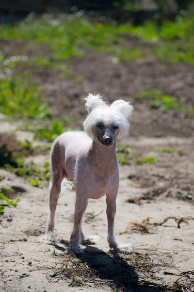 The Chinese Crested dog, beautiful chinese crested bald dog.