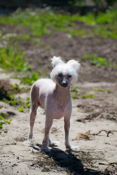 Perro Cresta Chino Hermoso Perro Calvo Cresta Chino — Foto de Stock