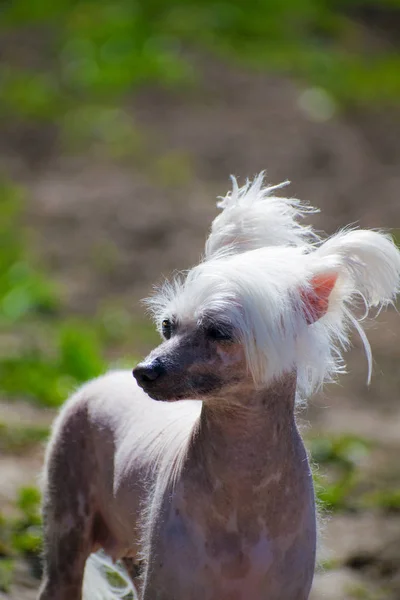 Perro Cresta Chino Hermoso Perro Calvo Cresta Chino — Foto de Stock