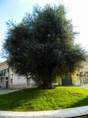 Taç gökyüzüne karşı büyük eski bir ağaç. Avrupa taş çam veya Pinus pinea.