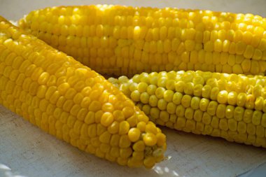 Taze sarı Mısır. Satır sağlıklı bir atıştırma için lezzetli haşlanmış taze mısır.