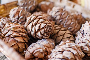 Sedir kozalakları ile hasır sepet.