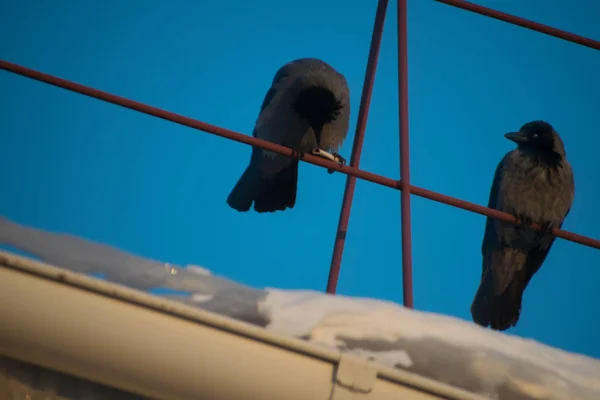 Cuervos Negros Sentados Techo Contra Cielo Azul — Foto de Stock