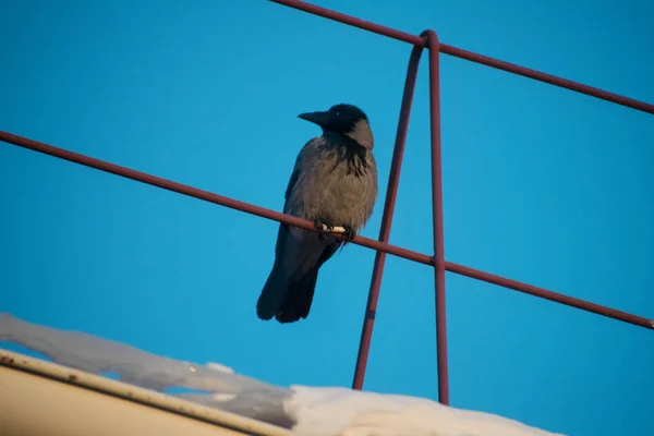 Corbeau Noir Assis Sur Toit Contre Ciel Bleu — Photo