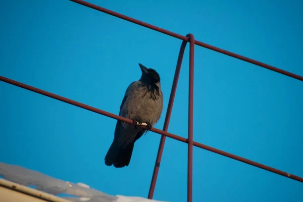 Corbeau Noir Assis Sur Toit Contre Ciel Bleu — Photo