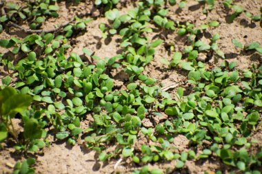 Genç bitkiler, fidan, Brüksel lahanası, sürgünler ve cotyledons yonca incarnatum, İtalyan yonca olarak da adlandırılır. Genç yonca yaprağı