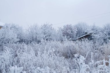 Bir ağaç dalı kabarık karda. Kış manzarası.