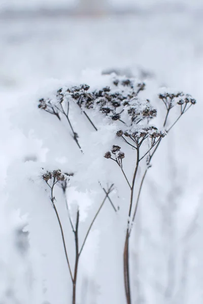 Bir Ağaç Dalı Kabarık Karda Kış Manzarası — Stok fotoğraf