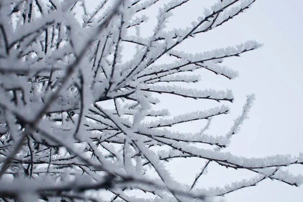 Neve Soffice Sui Rami Albero Paesaggio Invernale — Foto Stock