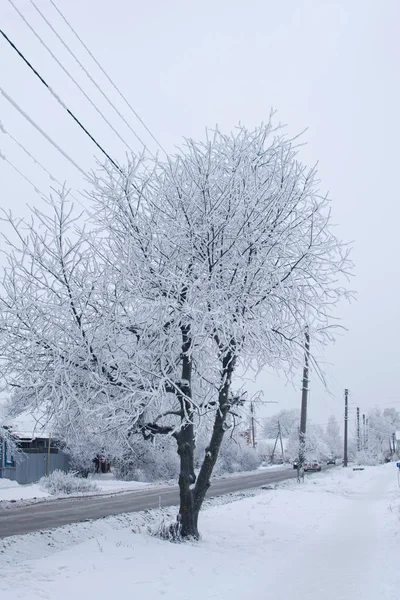 Пушистый Снег Ветвях Дерева Зимний Пейзаж — стоковое фото