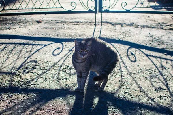 Gato Gris Sentado Calle Gato Arqueó Espalda Ver Perro —  Fotos de Stock