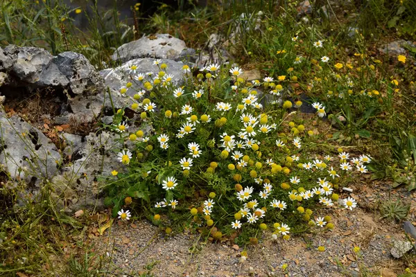 Pradera Alpina Con Hermosas Margaritas Margaritas Flores Silvestres Las Montañas — Foto de Stock