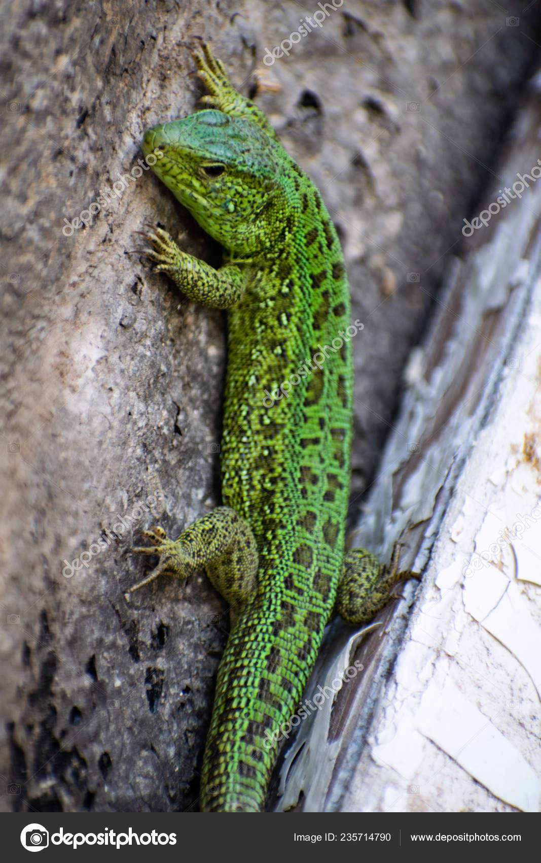 European Green Lizard Lacerta Viridis Oestliche Smaragdeidechse Stock Photo C Lavr123rf 235714790