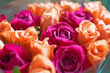 Şeftali ve Kızıl güller arka plan. Güzel mercan gül. Kızıl ve şeftali gül buketi.