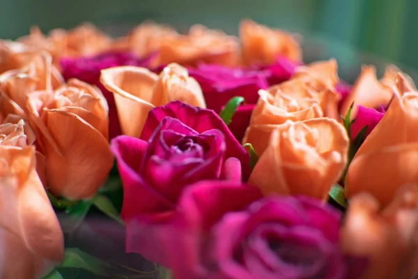 Tle Róż Brzoskwiniowy Crimson Piękne Róże Koralowe Bukiet Róż Crimson — Zdjęcie stockowe
