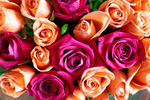 Şeftali ve Kızıl güller arka plan. Güzel mercan gül. Kızıl ve şeftali gül buketi.