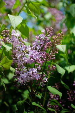 Eflatun çiçekler. Hassas leylak yeşil doğal zemin üzerine. Bahar çiçek açması leylak dalı.