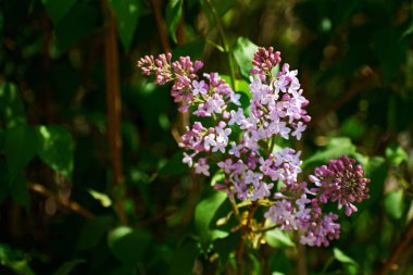 Eflatun çiçekler. Hassas leylak yeşil doğal zemin üzerine. Bahar çiçek açması leylak dalı.
