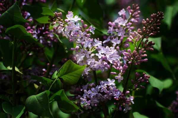 Lilac Flowers Delicate Lilac Green Natural Background Spring Branch Blossoming — Stock Photo, Image