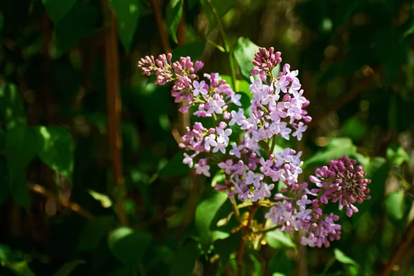 丁香花 在绿色自然背景上的精致丁香 盛开的紫丁香的春天的枝条 — 图库照片